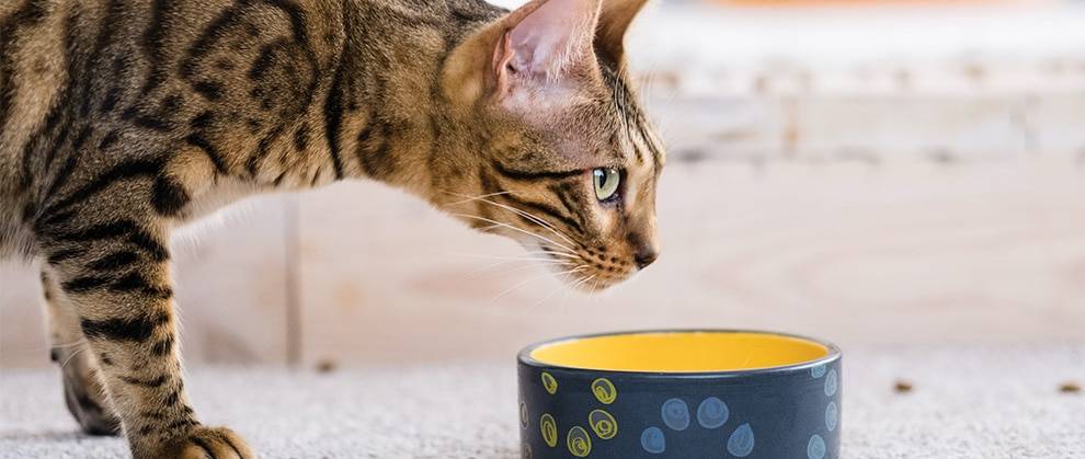 Nutrition for Small Animal Cancer Patients