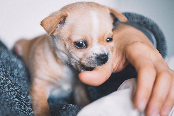 How to Get a Puppy to Stop Biting